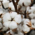 WHITE COTTON SEEDS *BURANDA* , 100% Quality, High-Density!, 20 Seeds