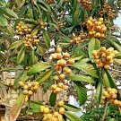 Loquat Tree Seeds - FAST GROWING | Japanese Edible Sweet Fruit , 10 Seeds