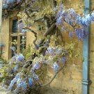 Blue Chinese Wisteria Seed Perennial Climbing Flower Vine Shrub, 5 Seeds