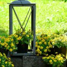 Creeping Zinnia GROUND COVER Rock Garden Flower Seeds, BULK, 500 Seeds