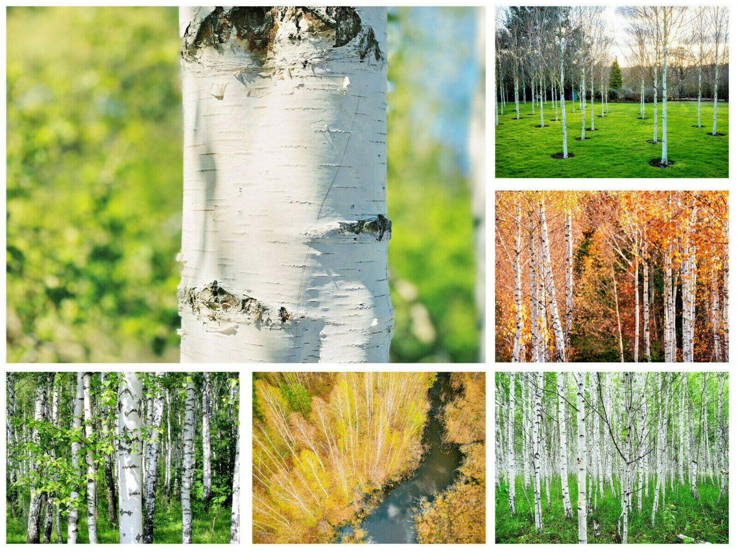 White Paper Birch Tree Seeds (Betula papyrifera) | FAST-GROWING TREE, 50 Seeds