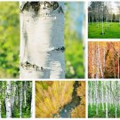 White Paper Birch Tree Seeds (Betula papyrifera) | FAST-GROWING TREE, 50 Seeds