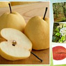 Pear Fruit Tree Seeds - Dusky Pear - Sweet Edible, 10 Seeds