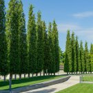 GREEN GIANT THUJA SEEDS (Thuja plicata) Arborvitae Cedar Tree, 50 Seeds