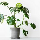 Swiss Cheese Plant (Monstera deliciosa) Seeds, 5 Seeds