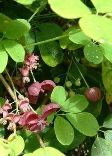 Chocolate Vine, Fiveleaf Akebia, Akebia Quinata 5 Seeds