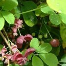 Chocolate Vine, Fiveleaf Akebia, Akebia Quinata 5 Seeds