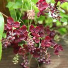5 Seeds Chocolate Vine, Fiveleaf Akebia Quinata