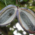 Cholatevine Korean Banana Akebia Quinata, 30 Seeds