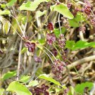 15  Seeds, Ornamental Climber Chocolate Vine Edible Fruit Akebia Trifoliata Flower