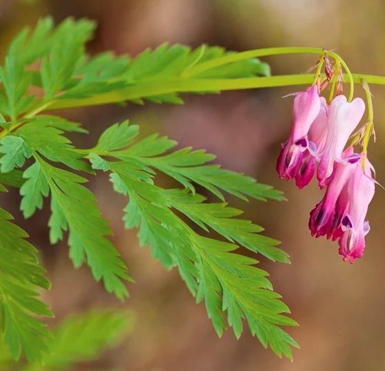 Dicentra Eximia Flower Plant Tree