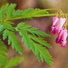 Dicentra Eximia Flower Plant Tree