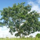 5 Exotic Swietenia macrophylla MAHOGANY TREE Seeds