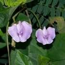 10 Clitoria Macrophylla Seeds, Poik Tak Katen, Pigeonwing