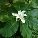10 Seeds Bigleaf Magnolia Macrophylla