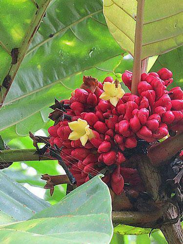 5 Seeds Pentagonia macrophylla