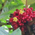 5 Seeds Pentagonia macrophylla