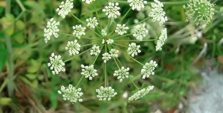 water hemlock poison seeds flower plant, 200 pcs