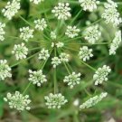 water hemlock poison seeds flower plant, 200 pcs