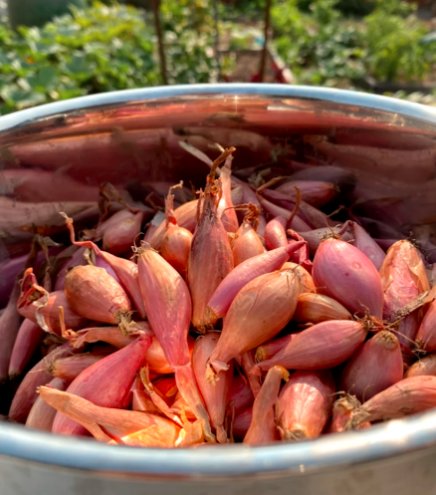20 Count French Monique Shallot Sets (Bulbs) | Long Pink Red Onion Seeds