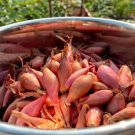 20 Count French Monique Shallot Sets (Bulbs) | Long Pink Red Onion Seeds