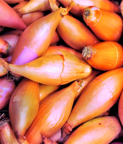 1/2 Pound ) Long Pink Red Onion |  French Monique Shallot Sets (Bulbs) Seeds