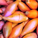 1/2 Pound ) Long Pink Red Onion |  French Monique Shallot Sets (Bulbs) Seeds
