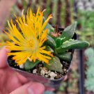 Succulent Plant Faucaria Tuberculosa
