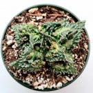 Succulent Live Plant Faucaria Tuberculosa