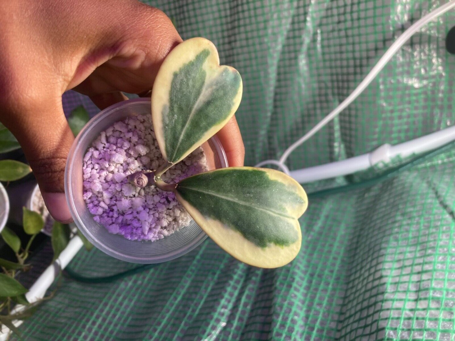Rare Variegated Hoya Kerri Albo Live Plant Tree White