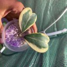 Rare Variegated Hoya Kerri Albo Live Plant Tree White