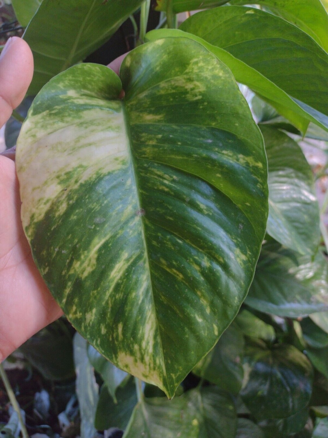 Albo Variegated Golden Giant Pothos Hawaiian Epipremnum Node Unrooted Cutting Live Plant Tree White