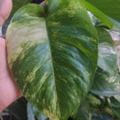 Albo Variegated Golden Giant Pothos Hawaiian Epipremnum Node Unrooted Cutting Live Plant Tree White