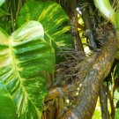 Albo Golden Queen Hawaiian Vine Cutting - Rare GIANT Variegated Fenestrated Live Plant