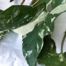 Live Plant Syngonium Podophyllum Albo Variegated & Syngonium Confetti Leaf Cuttings Bundle