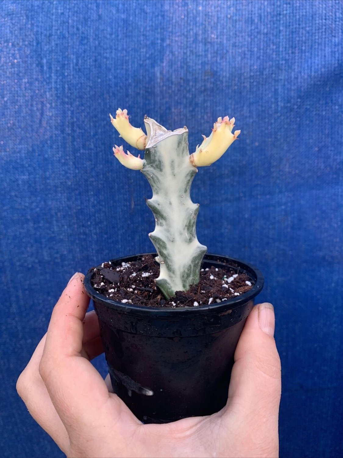 Euphorbia variegated White Tips Plant Live Tree Home Garden