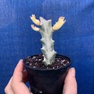 Euphorbia variegated White Tips Plant Live Tree Home Garden