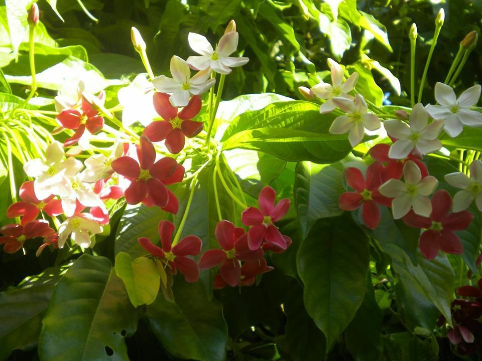 Combretum Indicum Rangoon Creeper Seedling Live Plant Flower Tree