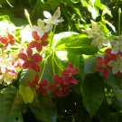 Combretum Indicum Rangoon Creeper Seedling Live Plant Flower Tree