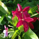 Rangoon Creeper Single Flower Pink Red Fragrant Tropical Hummingbird Vine Plant Live Tree