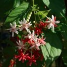 Double Rangoon Creeper Drunken Sailor Chinese Honeysuckle Live Flower Plant Tree