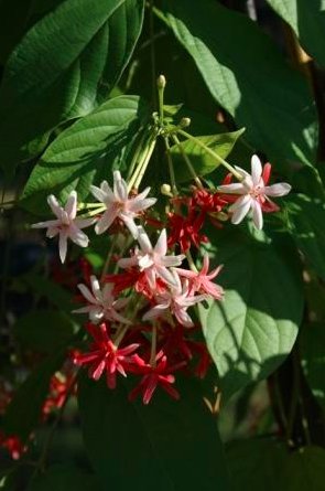 Double Rangoon Creeper Drunken Sailor Chinese Honeysuckle Live Flower Plant Tree