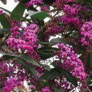 Hardenbergia Violacea Rosea Violet Happy Wanderer, Australian Sarsparilla Live Plant Tree