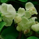 Akebia Quinata Shirobana White Albo TUBE Plant Tree