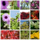 Mix 135 Seeds Creeper Argyreia Nervosa,Hummingbird Radicans,Virginia Parthenocissus,Cat Claw Unguis