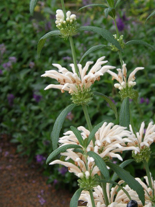 White Leonotis Leonurus Lionstail Alba Seeds, 10 pcs