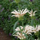 White Leonotis Leonurus Lionstail Alba Seeds, 10 pcs