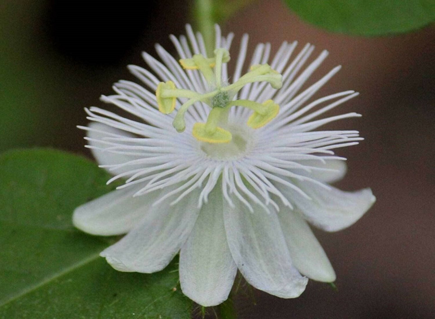 10 seeds Passiflora Foetida Alba Passion Flower Vine