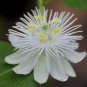 10 seeds Passiflora Foetida Alba Passion Flower Vine