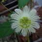 10 seeds Passiflora Foetida Alba Passion Flower Vine